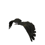 Cherokee Eagle